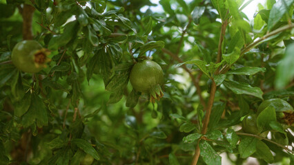 Fototapeta premium Closeup of green pomegranate fruit hanging from branches with lush foliage under bright sunlight in mallorca, balearic islands, showcasing the natural beauty of the outdoors.