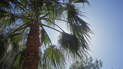 Obraz premium Upward view of a tall palm tree under a clear blue sky, showcasing tropical nature.
