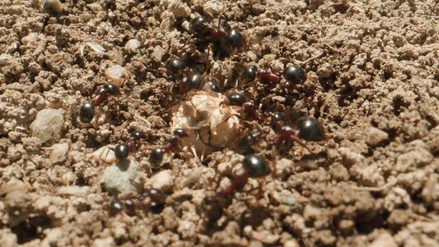 Fourmis mettent grosse graine dans trou