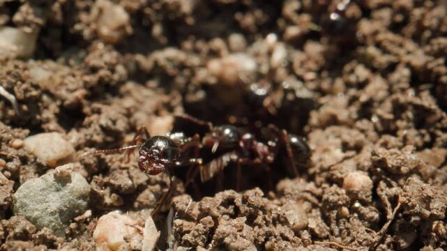 Grosse fourmi sort de son trou