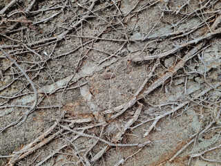 dried tree roots on old stone wall. grunge texture and pattern background image. abstract concept.