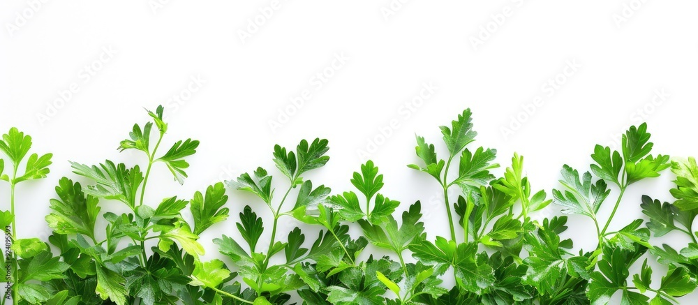 Poster Isolated parsley on a white background with copy space image