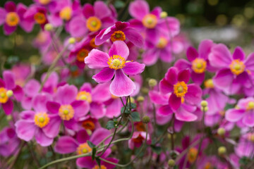 Fototapeta premium 賑やかなシュウメイギク