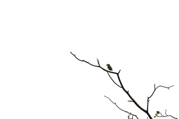 Coppersmith barbet, Psilopogon haemacephalus, perching on tree branch in forest park on white background, green with red head, yellow cheeks and yellow throat, also called crimson-breasted barbet