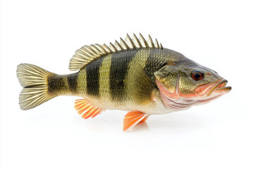 Large freshwater perch with greenish body and stripes isolated on a white background.