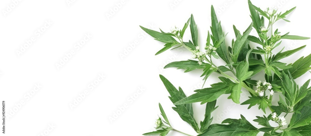 Poster a herb called mugwort with a copy space image