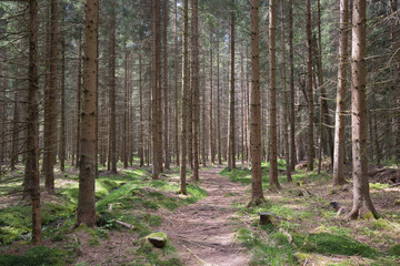 Forest in the Bayrische Au nature reserve in Austria.