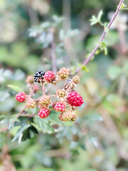 Wild berries on a branch