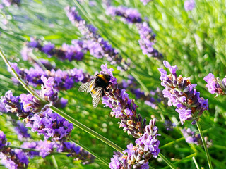 Bumblebee on lavender
