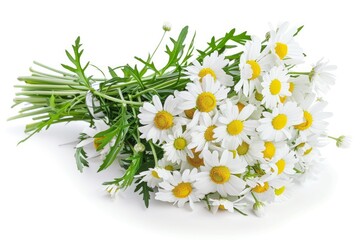 Beautiful bouquet of fresh white chamomiles lying on white background