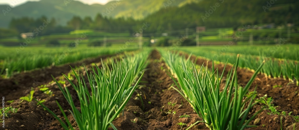 Poster A picturesque green onion farm with ample empty space for text or graphics on the picture