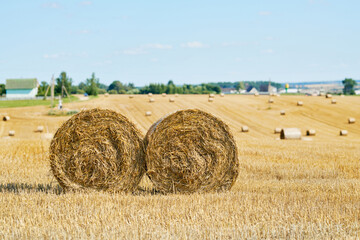 Hay round bale. Rural field with stacked hay bales. Rural landscape with blue sky background. Golden harvest of wheat. Yellow haystacks on agricultural field. Bale of hay on field, closeup view © Tricky Shark