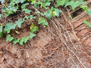 dried tree roots on old stone wall with some green leaf on the corner of the image. Natural floral grunge texture.