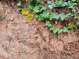 dried tree roots on old stone wall with some green leaf on the corner of the image. Natural floral grunge texture.