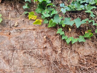 dried tree roots on old stone wall with some green leaf on the corner of the image. Natural floral grunge texture.