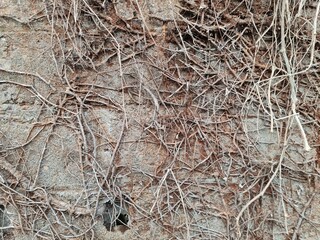 dried tree roots on old stone wall. grunge texture and pattern background image. abstract concept.