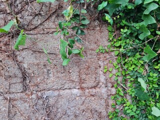 dried tree roots on old stone wall with some green leaf on the corner of the image. Natural floral grunge texture.