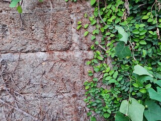 dried tree roots on old stone wall with some green leaf on the corner of the image. Natural floral grunge texture.