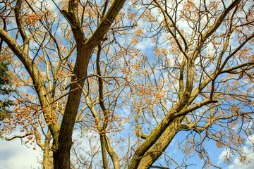 tree branches against the sky