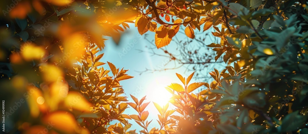 Aufkleber a heart shaped copy space image framed by tree branches leaves and sunlight in a garden against a sk