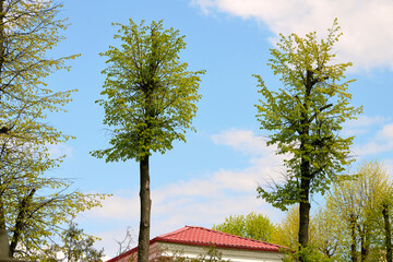 Tree with pruned top, cutted trees crown towards clear blue sky. Pruned tree in the city. Tree...