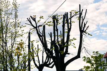 Tree crown cut near electric cables in residential area, maintenance, safety measures in urban environments. Urban arborist work, tree pruning near electric wires. Tree maintenance with pruned crown