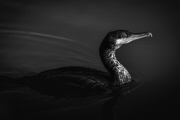 Cormorano nel lago