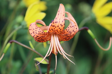 Sweden. Lilium lancifolium (syn. L.tigrinum) is an Asian species of lily, native to China, Japan, Korea, and the Russian Far East. 