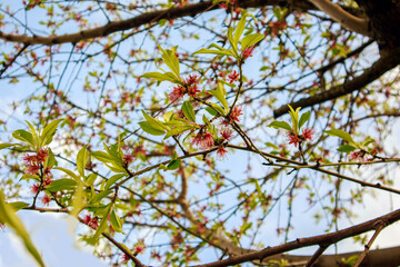 apple tree in bloom