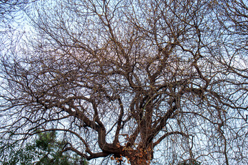 messy bare tree branches against blue sky