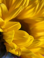 Obraz premium close up of yellow flower