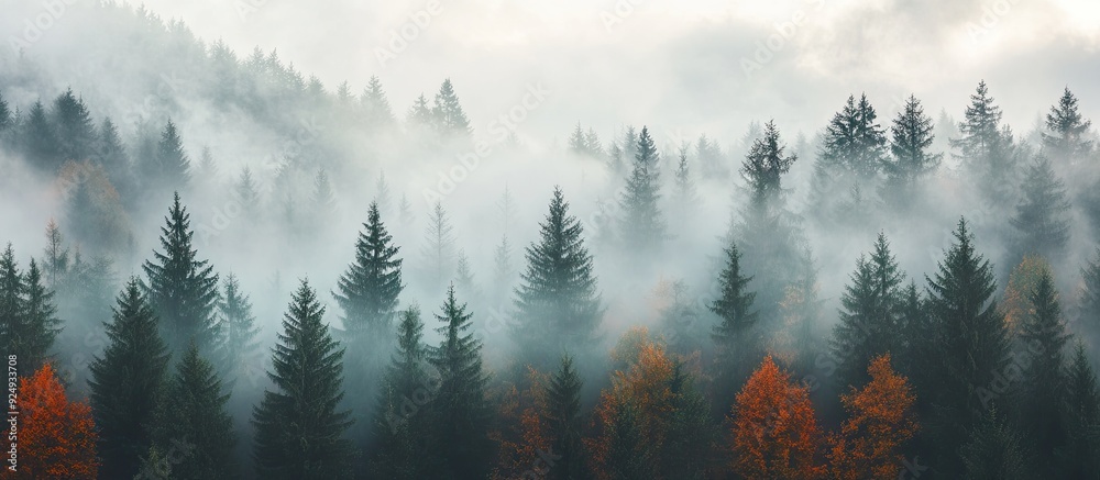 Leinwandbilder morning mist blankets the slopes of a mixed forest on a late autumn day concepts of forestry ecology