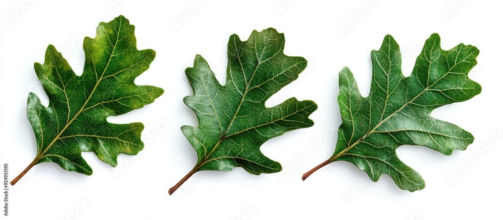 Leinwandbilder three green oak leaves set against a white background. with copy space image. place for adding text 