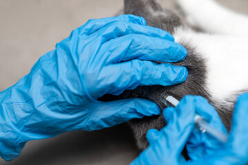 veterinarian vaccinates cat applies treatment internal, external anti fleas, antiparasitic, ticks, drops to a cat neck. parasites during the examination. Pets friendly and care concept.