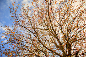 colorful tree  branches and blue cloudy sky
