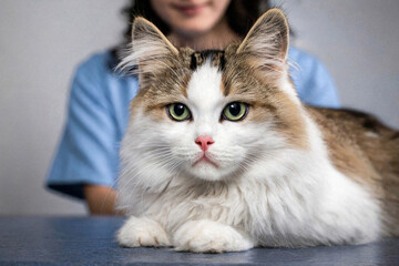 Veterinarian examining pet on table in veterinary clinic, Veterinary caring of a cute cat, healthcare of your pet. Pet Health Check Up. Caring Veterinarian Examining And Comforting a Cat During