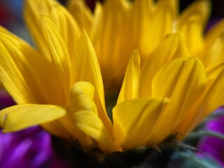 Obraz premium close up of yellow sunflower