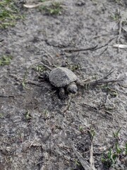 turtle on the ground