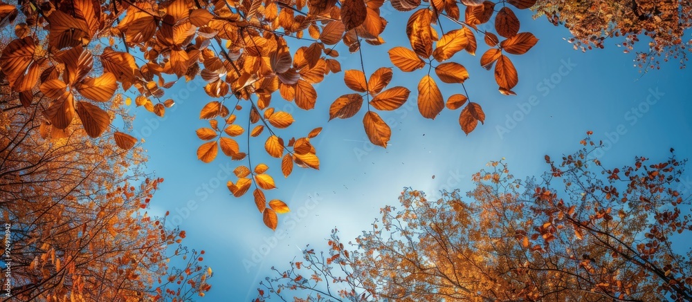 Poster A natural frame composed of branches with autumn colored leaves Trees displaying autumn hues against a blue sky backdrop. with copy space image. Place for adding text or design