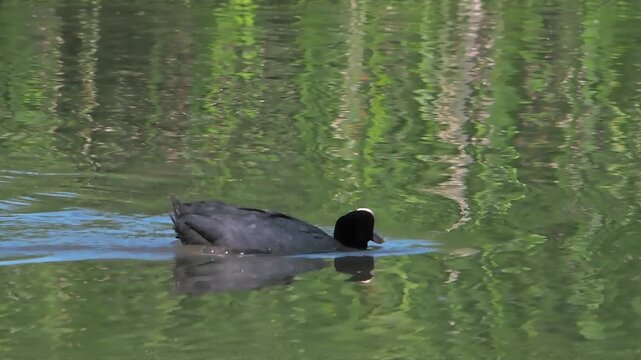 One common coot duck fulica atra swim clean feathers lake slow motion