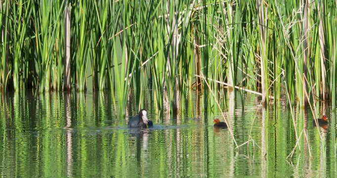 Common mother coot feed baby redhead chick seaweed algae lake reeds nature sound