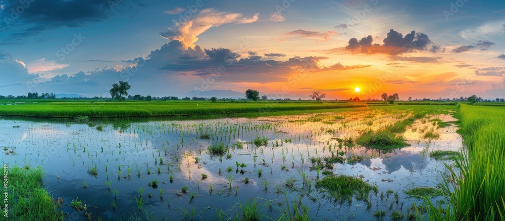Leinwandbilder Spring paddy field filled with water that mirrors the setting sun. with copy space image. Place for adding text or design