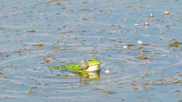 Common green frog, Rana esculenta singing on water lake slow motion