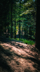 A path in quarry and forest