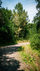 A path in quarry and forest