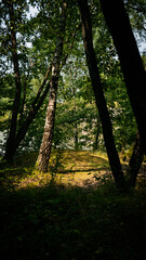 Naklejka premium A path in quarry and forest