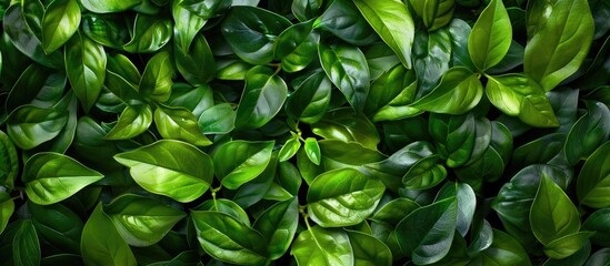 Obraz premium green leaves arrangement. with copy space image. Place for adding text or design
