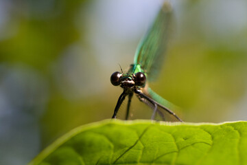 close up of a dragonfly