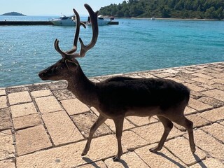 Fallow Deers on the island of Badija, Croatia