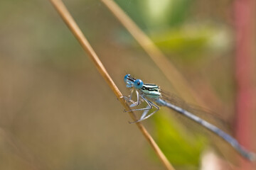 blue dragonfly on a branch